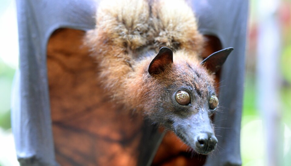 Thailandsk flyvehund, eller fruit bat, som de kalles på engelsk. (Illustrasjonsfoto: Colourbox)