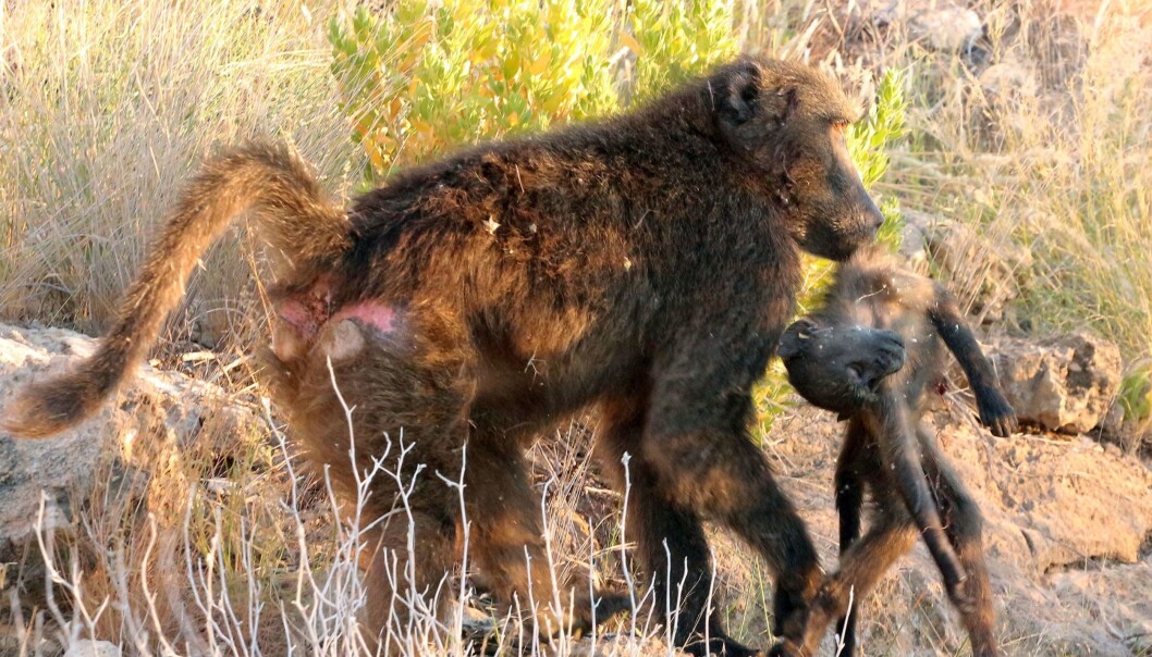 Hannbavianer av typen chacma dreper partnerens unger for å sikre at hunnen føder hans avkom. (Foto: Alice Baniel) Hannbavianer av typen chacma dreper partnerens unger for å sikre at hunnen føder hans avkom. (Foto: Alice Baniel)