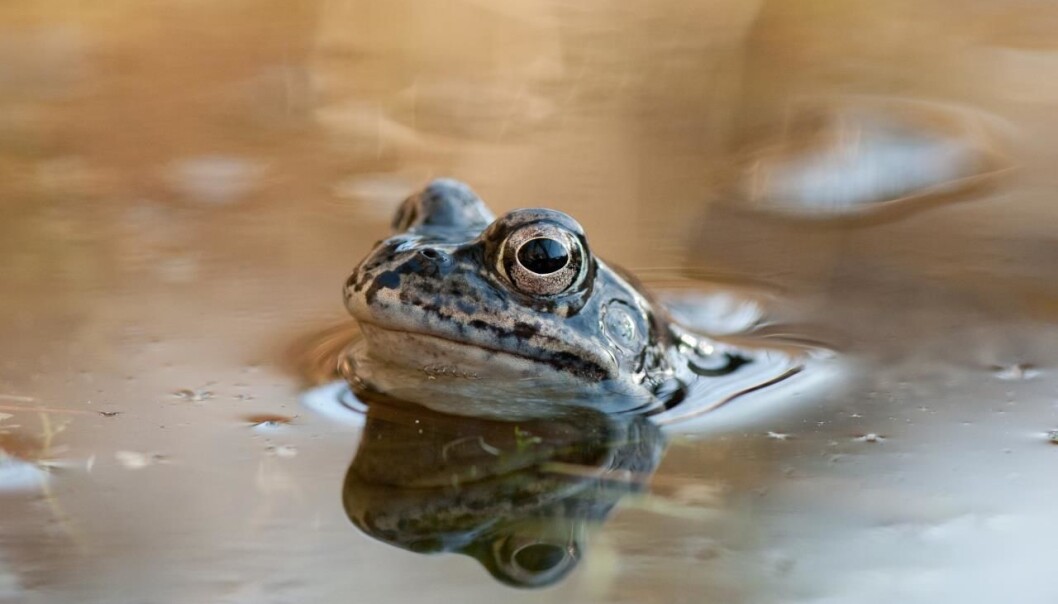 På dagen søker buttsnutefrosken til fuktige steder i terrenget for å hindre uttørking og for å unngå fiender. (Foto: Arnstein Staverløkk, Creative Commons) På dagen søker buttsnutefrosken til fuktige steder i terrenget for å hindre uttørking og for å unngå fiender. (Foto: Arnstein Staverløkk, Creative Commons)
