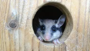 Sultne mus blir feitere om de sover før vinterdvalen
