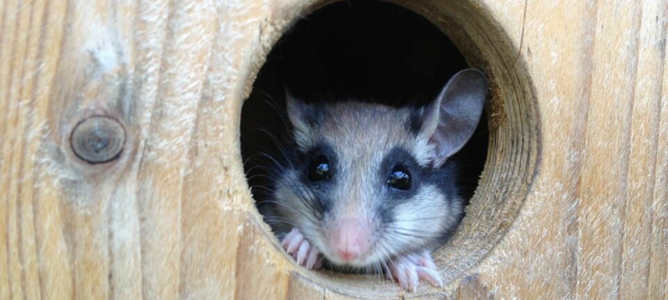 En liten mus ved navn hagesyvsover bygger bo i trestammer og andre passende gjemmesteder. Om den ikke finner nok mat, sparer den energi ved å ta en lur. (Foto: Stefan Stumpfel/Vetmeduni Vienna)