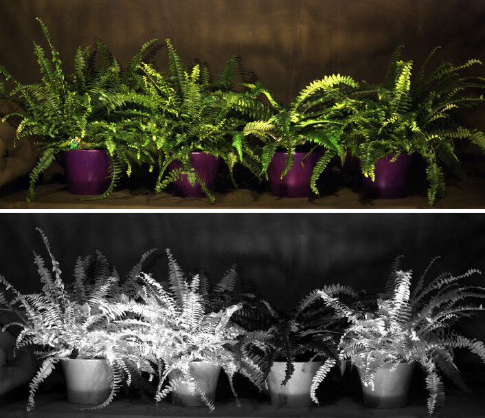 Øverst: Hvilken plante er kunstig? I synlig lys ser de like ut. Nederst: I en bestemt rødfarge lyser den kunstige planten opp. (Foto: Torbjørn Skauli, FFI) Øverst: Hvilken plante er kunstig? I synlig lys ser de like ut. Nederst: I en bestemt rødfarge lyser den kunstige planten opp. (Foto: Torbjørn Skauli, FFI)