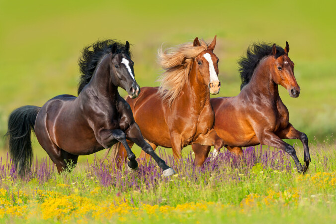 Ville den ene hesten blitt flau om den falt nå? (Foto: Kwadrat / Shutterstock / NTB scanpix) Ville den ene hesten blitt flau om den falt nå? (Foto: Kwadrat / Shutterstock / NTB scanpix)