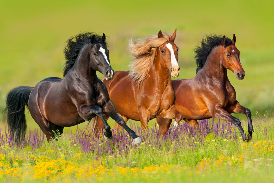 Ville den ene hesten blitt flau om den falt nå? (Foto: Kwadrat / Shutterstock / NTB scanpix)