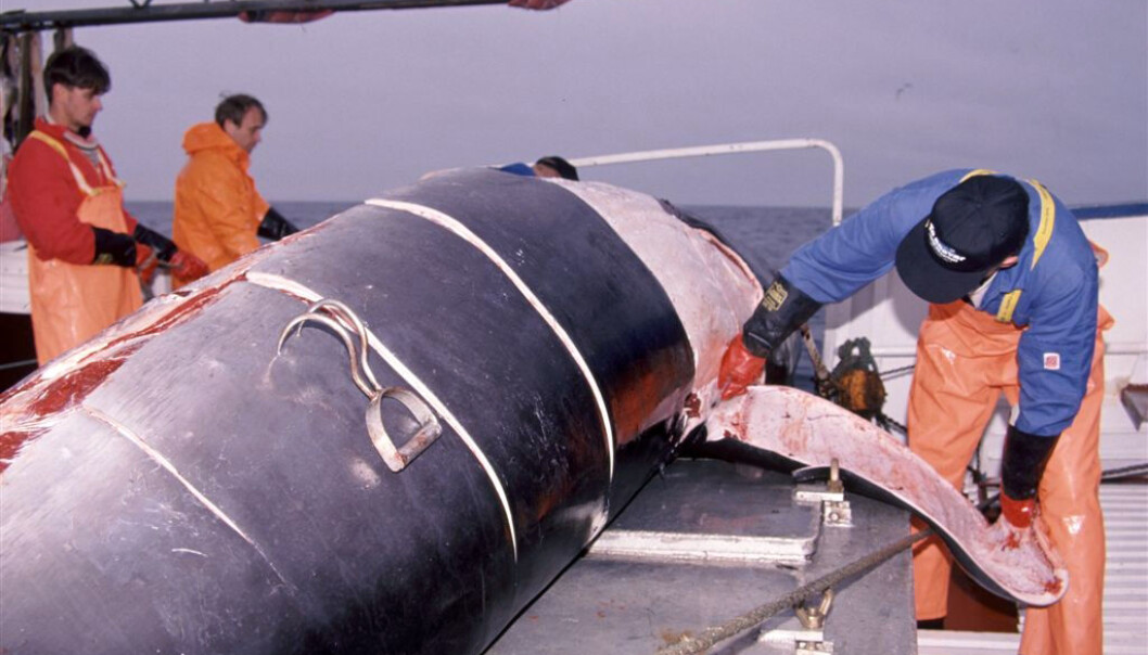 Spekket skjæres av nyfanget vågehval. DNA-analyser viser at det er unødvendig med fem fangstområder. (Foto: Bjørn Tore Forberg, Fiskeriforskning/Havforskningsinstituttet) Spekket skjæres av nyfanget vågehval. DNA-analyser viser at det er unødvendig med fem fangstområder. (Foto: Bjørn Tore Forberg, Fiskeriforskning/Havforskningsinstituttet)