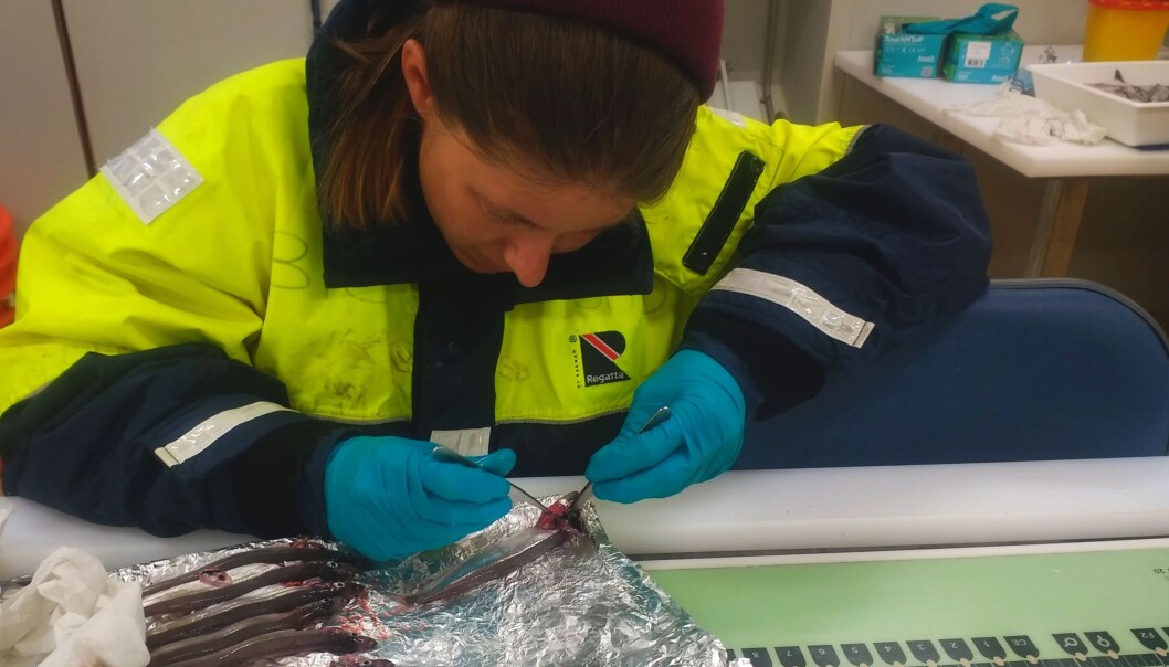 På Arven etter Nansen toktet tilsetter forskere miljøgifter til fiskelever for å studere fiskenes motstandsdyktighet mot økt forurensning i Arktis. (Foto: Bodil Bluhm, UiT / The Nansen Legacy) På Arven etter Nansen toktet tilsetter forskere miljøgifter til fiskelever for å studere fiskenes motstandsdyktighet mot økt forurensning i Arktis. (Foto: Bodil Bluhm, UiT / The Nansen Legacy)