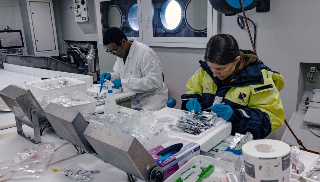 På laboratoriet om bord i ‘Kronprins Haakon’ dissekerer Nadja Brun ut fisklever, mens Fekadu Yadetie tilsetter ulike miljøgifter til tynne skiver av lever. (Foto: Siv N. K. Hoff, UiO / The Nansen Legacy) På laboratoriet om bord i ‘Kronprins Haakon’ dissekerer Nadja Brun ut fisklever, mens Fekadu Yadetie tilsetter ulike miljøgifter til tynne skiver av lever. (Foto: Siv N. K. Hoff, UiO / The Nansen Legacy)