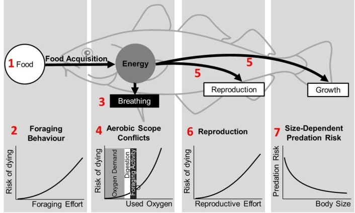 Figure 1. Schematic overview of the computer model describing energy allocation in response to climate warming. Black arrows indicate energy flow. Figure 1. Schematic overview of the computer model describing energy allocation in response to climate warming. Black arrows indicate energy flow.