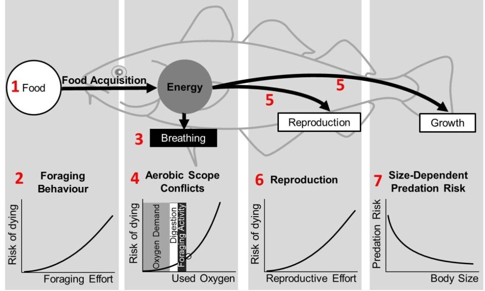 Figure 1. Schematic overview of the computer model describing energy allocation in response to climate warming. Black arrows indicate energy flow.