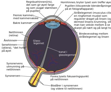 Hornhinnen sitter forrest, det er vinduet i øyet og den delen av øyet som er i kontakt med luft. Vinduet er uten blodårer, men bak strømmer det en væske. Væsken dannes kontinuerlig bak regnbuehinnen. (Foto: (Illustrasjon: Rhcastilhos/Wikimedia Commons)) Hornhinnen sitter forrest, det er vinduet i øyet og den delen av øyet som er i kontakt med luft. Vinduet er uten blodårer, men bak strømmer det en væske. Væsken dannes kontinuerlig bak regnbuehinnen. (Foto: (Illustrasjon: Rhcastilhos/Wikimedia Commons))