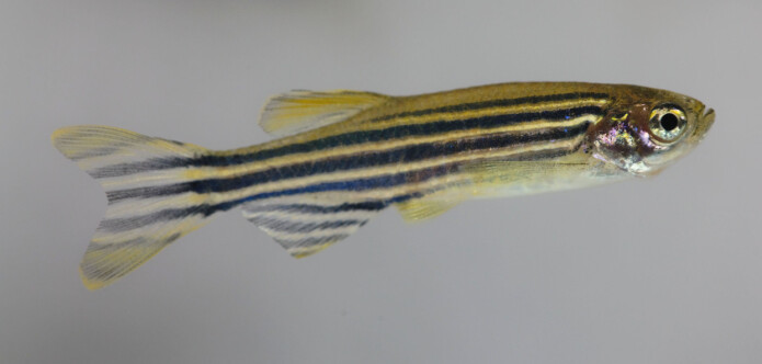 Zebrafisk er gjennomsiktig og godt egnet for studier av nervesystemet. (Illustrasjonsfoto: Colourbox) Zebrafisk er gjennomsiktig og godt egnet for studier av nervesystemet. (Illustrasjonsfoto: Colourbox)