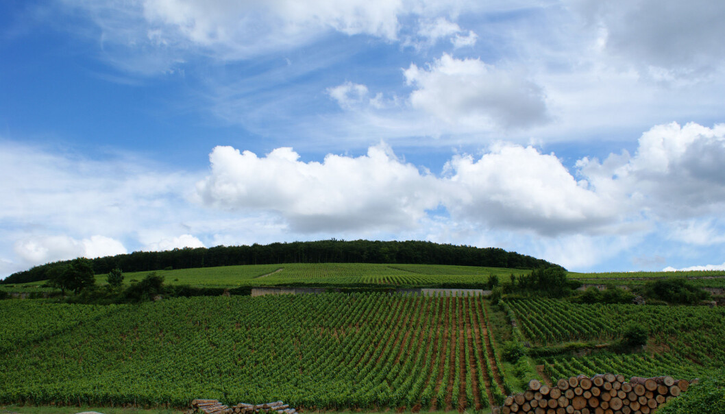 Disse vinmarkene, i nærheten av byen Beaune i Burgund, forteller om klimaendringer, ifølge en gruppe forskere. (Foto: Olivier Duquesne via Flickr / Creative Commons Attribution-ShareAlike 2.0 Generic (CC BY-SA 2.0) Licence) Disse vinmarkene, i nærheten av byen Beaune i Burgund, forteller om klimaendringer, ifølge en gruppe forskere. (Foto: Olivier Duquesne via Flickr / Creative Commons Attribution-ShareAlike 2.0 Generic (CC BY-SA 2.0) Licence)
