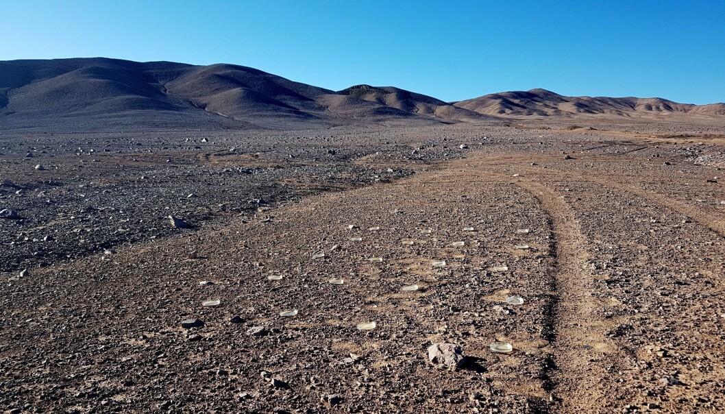 Skåler med næring midt i den ekstremt ugjestmilde kjernen av Atacama-ørkenen. Kommer det noen mikroorganismer som vil vokse i dem? (Foto: Dr. Armando Azua-Bustos) Skåler med næring midt i den ekstremt ugjestmilde kjernen av Atacama-ørkenen. Kommer det noen mikroorganismer som vil vokse i dem? (Foto: Dr. Armando Azua-Bustos)