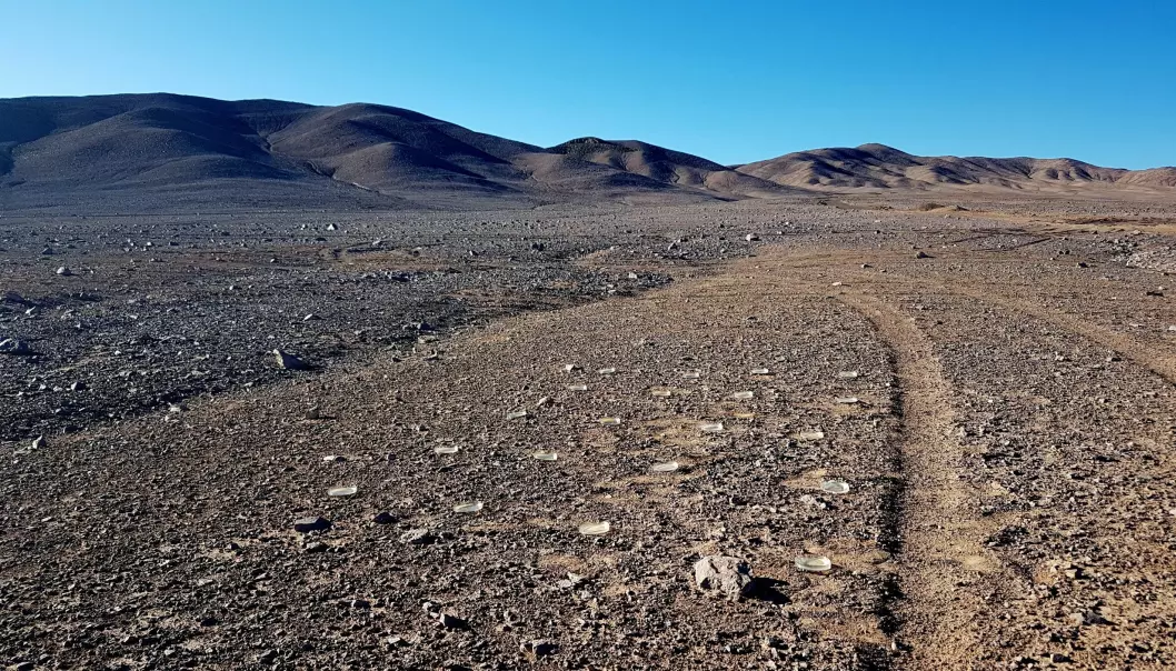 Skåler med næring midt i den ekstremt ugjestmilde kjernen av Atacama-ørkenen. Kommer det noen mikroorganismer som vil vokse i dem? (Foto: Dr. Armando Azua-Bustos)