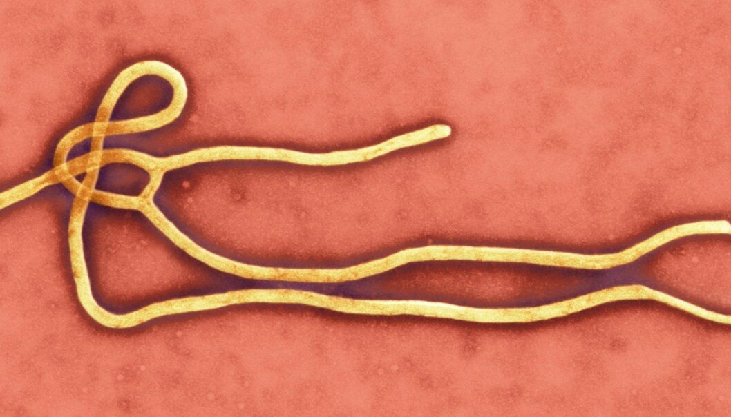 Ebola-gåtene som gjenstår å løyse