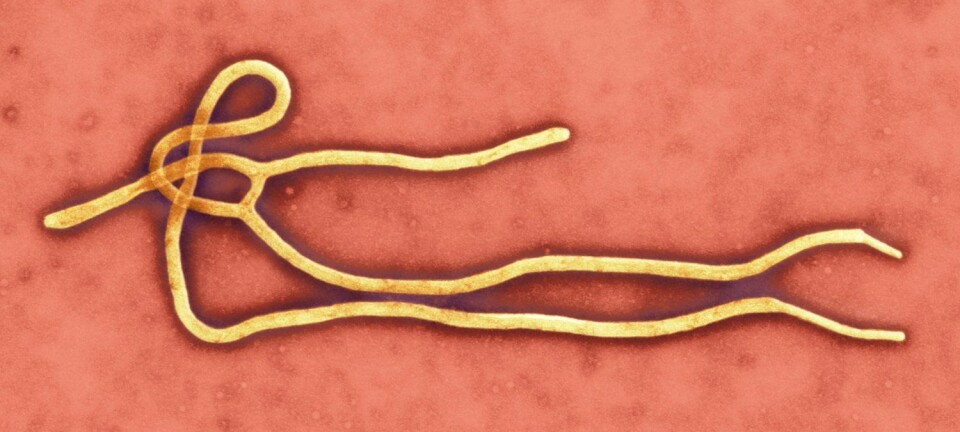 Kvar ebola-viruset kjem frå, er eitt av spørsmåla som forskarane enno ikkje har eit klart svar på.  (Photo: Science Photo Library)