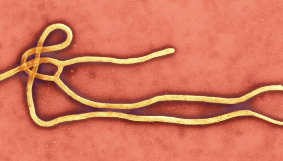 Kvar ebola-viruset kjem frå, er eitt av spørsmåla som forskarane enno ikkje har eit klart svar på.  (Photo: Science Photo Library)