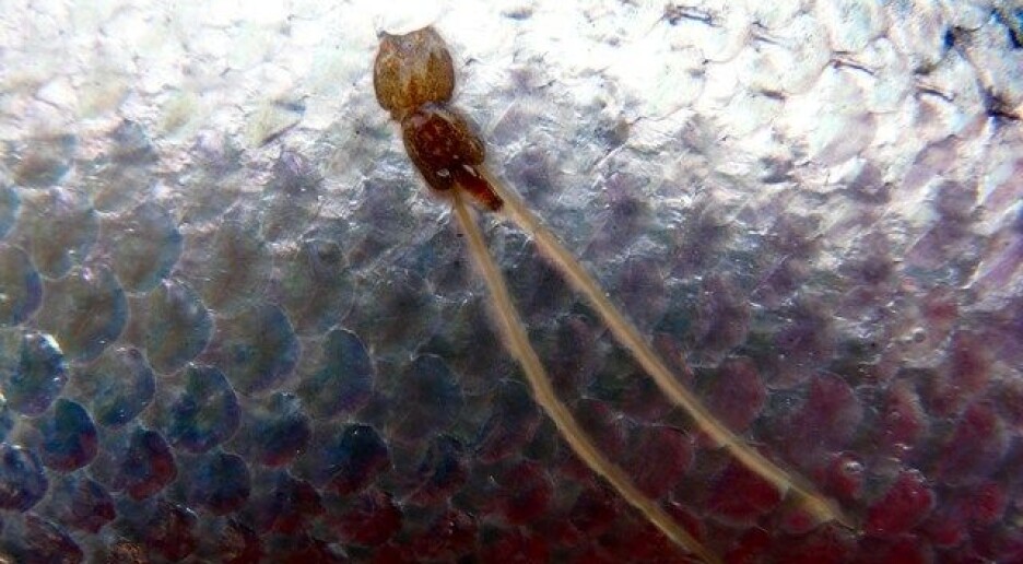 Varsko om lusemedisin