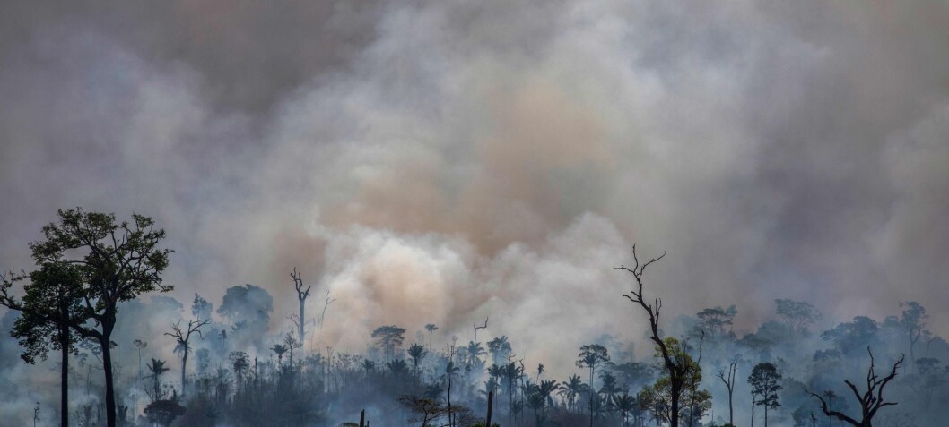 Brasiliansk forsker: – Amazonas' framtid ligger i markedets hender Brasiliansk forsker: – Amazonas' framtid ligger i markedets hender