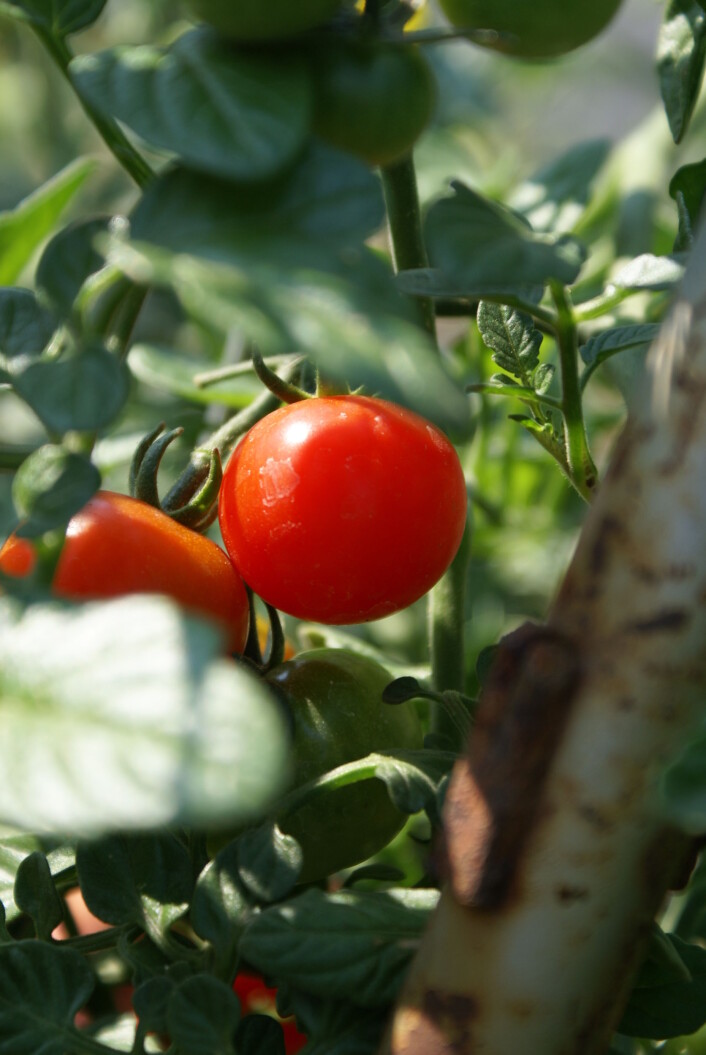 Dette er en cherrytomat, men ikke i verdensrommet. (Foto: JS/Creative commons) Dette er en cherrytomat, men ikke i verdensrommet. (Foto: JS/Creative commons)