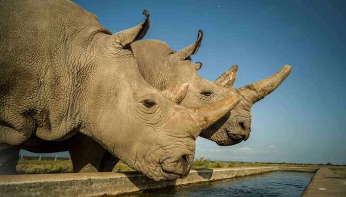 Najin og Fatu, to dager før uthentingen av egg. Dyra bor i Ol Pejeta Conservancy i Kenya. (Foto: Ami Vitale) Najin og Fatu, to dager før uthentingen av egg. Dyra bor i Ol Pejeta Conservancy i Kenya. (Foto: Ami Vitale)