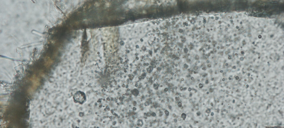 Edelstener blir til ved at landmasser blir presset ned av andre landmasser. Her er diamantene sett gjennom mikroskop.  (Foto: Åke Rosén)