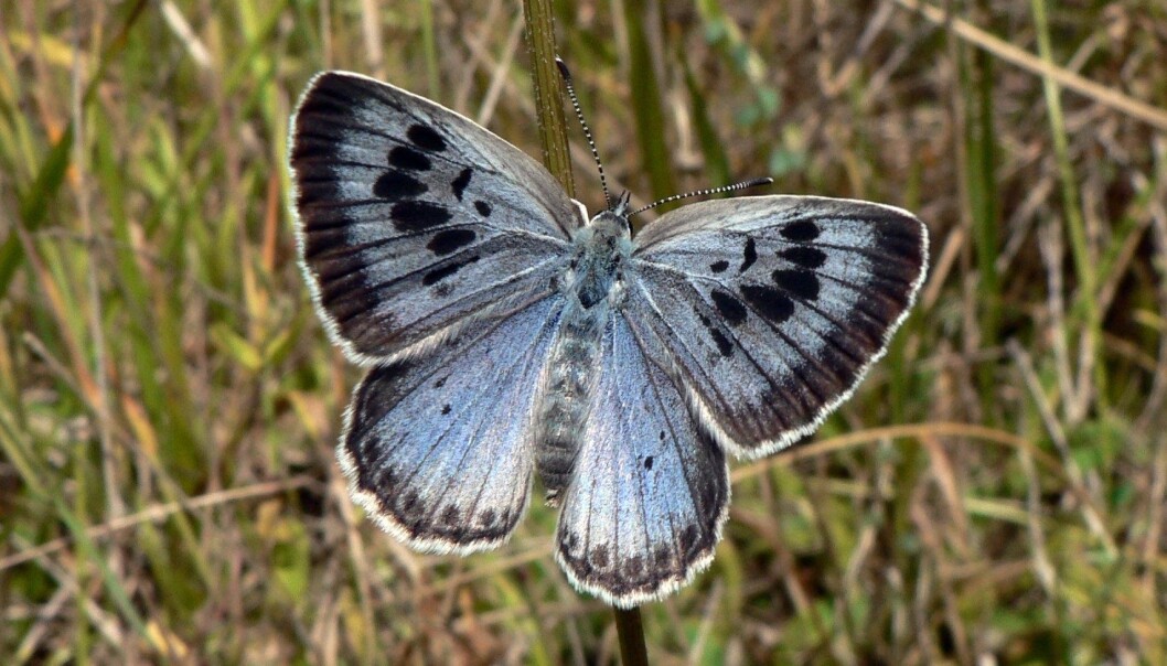 Mange insekter utnytter maur til sin egen fordel, til dels fordi de er perfekte forsvarere. (Illustrasjonsfoto: Colourbox) Mange insekter utnytter maur til sin egen fordel, til dels fordi de er perfekte forsvarere. (Illustrasjonsfoto: Colourbox)