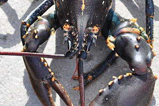 Vil du fange hummer, trenger du noe å måle med. Den skal være mellom 25 og 32 cm lang hvis den kommer fra Skagerrak. (Foto: T.K. Sørdalen) Vil du fange hummer, trenger du noe å måle med. Den skal være mellom 25 og 32 cm lang hvis den kommer fra Skagerrak. (Foto: T.K. Sørdalen)