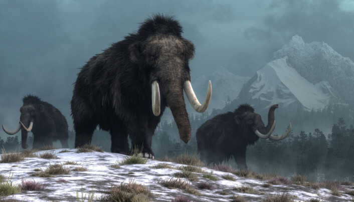 Clovis-folket var egentlig ikke et eget folkeslag, men de brukte samme typer redskaper. Spydene kan ha blitt brukt til jakt på storvilt som mammut og bison. (Illustrasjon: Daniel Eskridge / Shutterstock / NTB scanpix) Clovis-folket var egentlig ikke et eget folkeslag, men de brukte samme typer redskaper. Spydene kan ha blitt brukt til jakt på storvilt som mammut og bison. (Illustrasjon: Daniel Eskridge / Shutterstock / NTB scanpix)