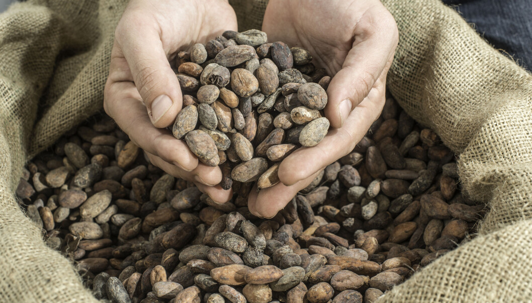 Med alderen får vi dårligere hukommelse. Men ny forskning tyder på at stoffet flavanol, som kommer fra kakaobønner, kan motvirke dette. (Foto: Microstock) Med alderen får vi dårligere hukommelse. Men ny forskning tyder på at stoffet flavanol, som kommer fra kakaobønner, kan motvirke dette. (Foto: Microstock)