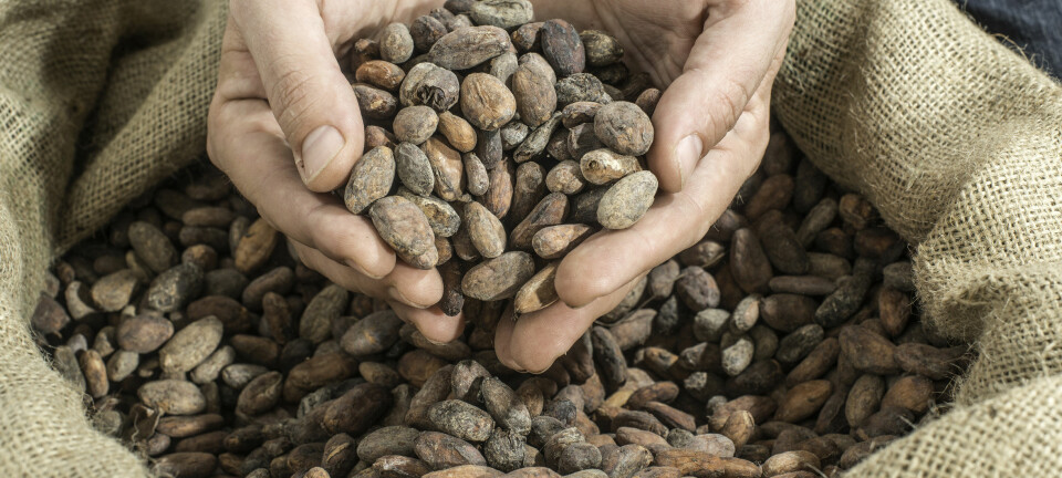 Med alderen får vi dårligere hukommelse. Men ny forskning tyder på at stoffet flavanol, som kommer fra kakaobønner, kan motvirke dette.  (Foto: Microstock)