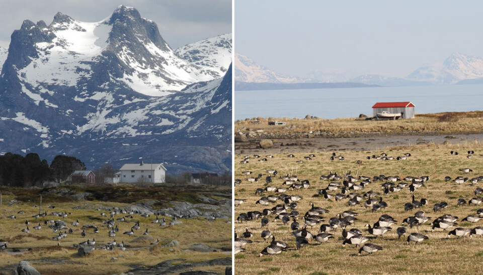 Helgeland (t.v.) har vært det tradisjonelle rasteområdet. I løpet av de siste 25 årene har en økende andel hvitkinngjess oppdaget Vesterålen. (Foto: Paul Shimmings og Ingunn Tombre)