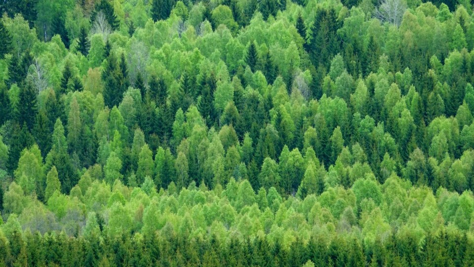 I skogen vår står det nå nesten 2000 trær per nordmann, om du teller trær ned til brysthøyde. Denne skogen står på Romerike i Akershus.  (Foto: Øystein Søbye / NN / Samfoto)