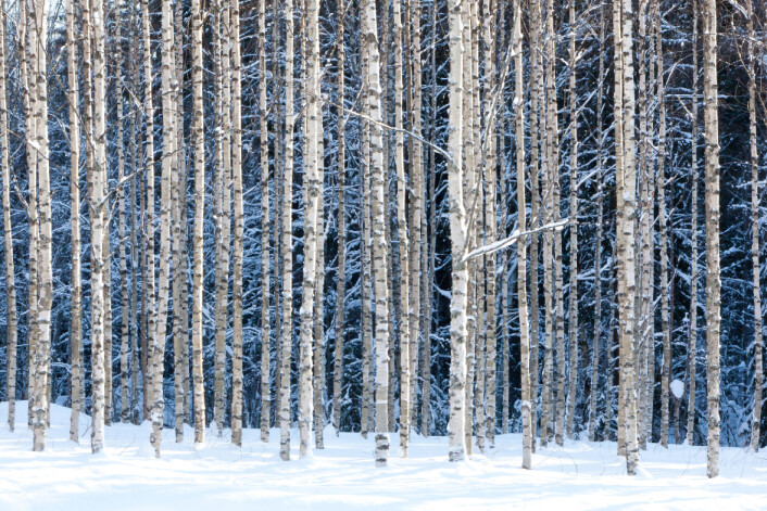 I syd har de eviggrønne skoger, her i nord felles bladene om høsten. Er det nødt til å være sånn? (Foto: Microstock) I syd har de eviggrønne skoger, her i nord felles bladene om høsten. Er det nødt til å være sånn? (Foto: Microstock)