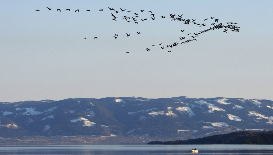Forskning viser at trekkfuglene gradvis har trukket nordover, langsomt utvidet sitt leveområde, mens de samtidig har flydd sydover om vinteren. Der insektene er. (Foto: NTB Scanpix) Forskning viser at trekkfuglene gradvis har trukket nordover, langsomt utvidet sitt leveområde, mens de samtidig har flydd sydover om vinteren. Der insektene er. (Foto: NTB Scanpix)