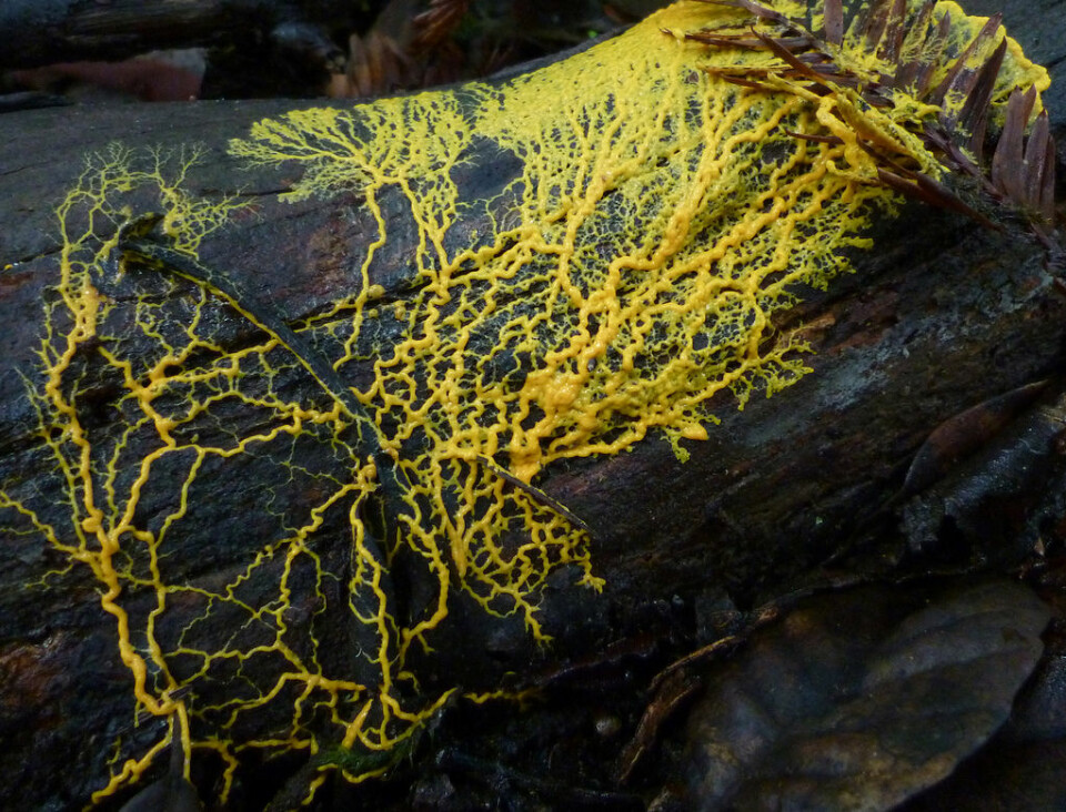 Slik vokser slimsoppen Physarum polycephalum i sitt naturlige habitat. (Foto: © Bio Informatica)