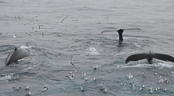 Langt flere vandrende bardehvaler i Atlanteren enn i Stillehavet