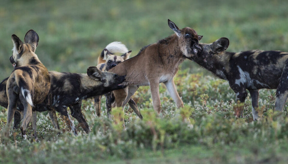 Wild dogs (Lycaon pictus) attack a wildebeest calf. (Photo: Per Harald Olsen/NTNU)