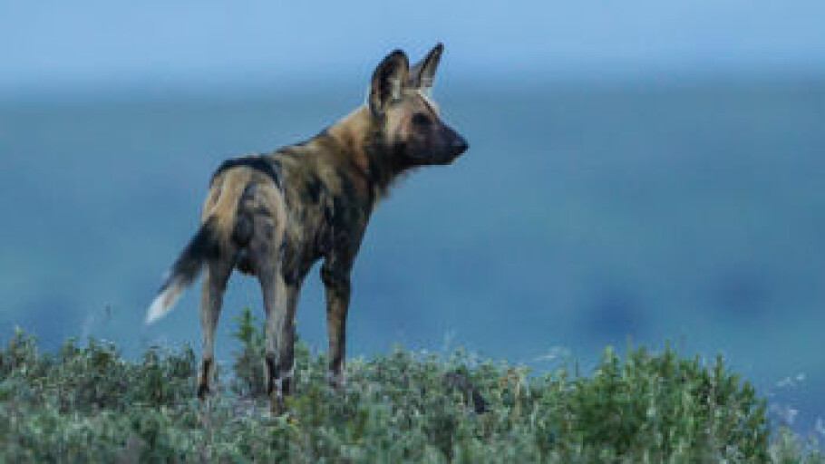 An African wild dog, on the outlook. These are not feral family pets, but a different species altogether. (Photo: Per Harald Olsen, NTNU)