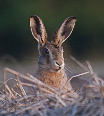 Sørhare, <em>Lepus europaeus</em>. (Foto: Nic Relton, <a href="http://creativecommons.org/licenses/by-nc/2.0/deed.no">Creative Commons</a>) Sørhare, <em>Lepus europaeus</em>. (Foto: Nic Relton, <a href="http://creativecommons.org/licenses/by-nc/2.0/deed.no">Creative Commons</a>)