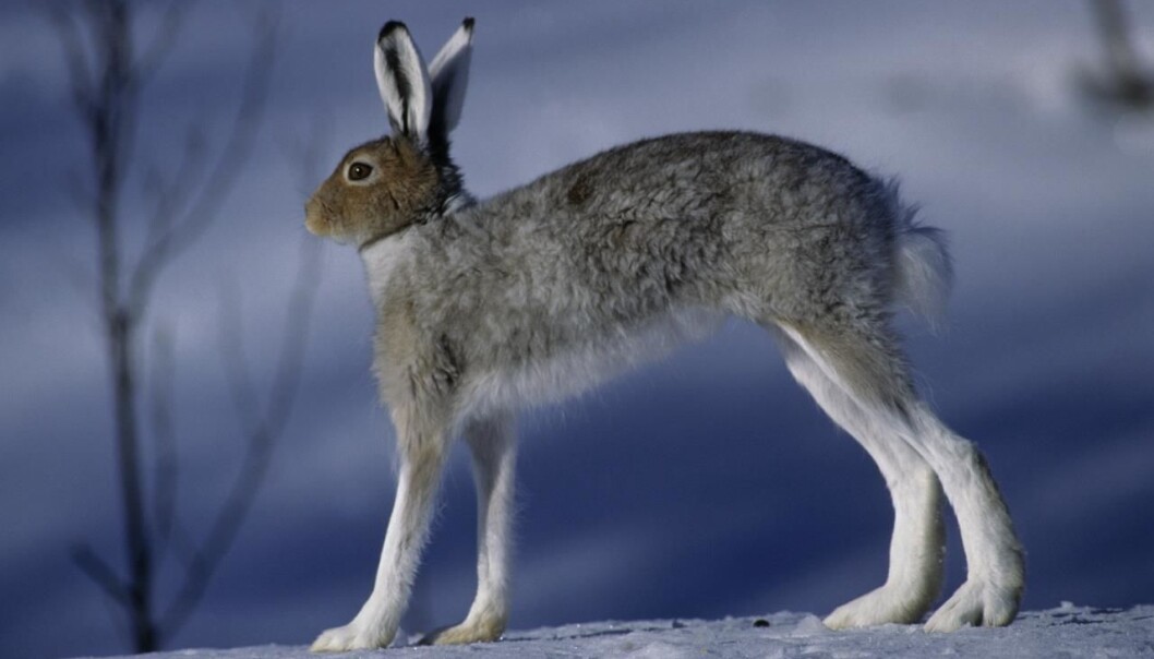 Hare, Lepus timidus. (Foto: Erlend Haarberg, Creative Commons) Hare, Lepus timidus. (Foto: Erlend Haarberg, Creative Commons)