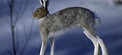 Ukas art: Hare – med næringsrik møkk