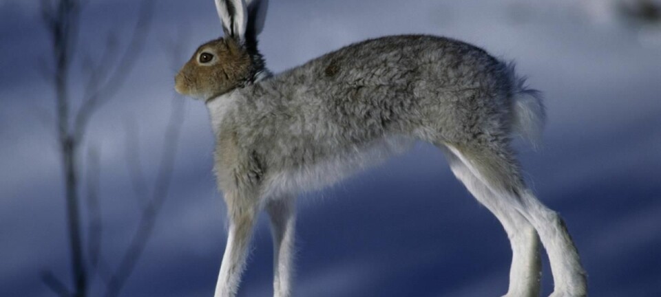 Hare, Lepus timidus. (Foto: Erlend Haarberg, Creative Commons)