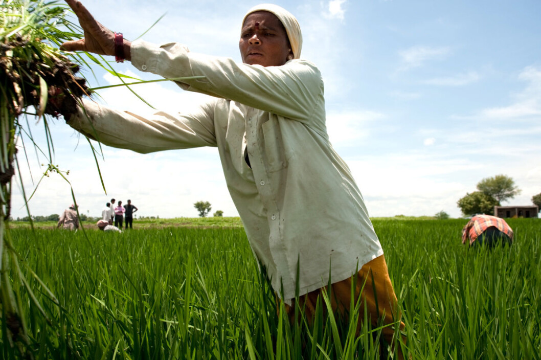 Empowering women smallholders and equipping them with the same knowledge and support systems as men can contribute to climate change adaptation, food and nutrition security and rural development. (Photo: Ragnar Våga Pedersen) Empowering women smallholders and equipping them with the same knowledge and support systems as men can contribute to climate change adaptation, food and nutrition security and rural development. (Photo: Ragnar Våga Pedersen)