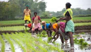 Women smallholders in developing countries face multiple constraints compared to their male counterparts, among other things provide unpaid farm work in addition to bearing the burden of care and reproductive roles within the family and community. They are in many cases deprived of land ownership, access to markets, key assets and inputs, and are frequently excluded from decision-making. (Photo: Ragnar Våga Pedersen) Women smallholders in developing countries face multiple constraints compared to their male counterparts, among other things provide unpaid farm work in addition to bearing the burden of care and reproductive roles within the family and community. They are in many cases deprived of land ownership, access to markets, key assets and inputs, and are frequently excluded from decision-making. (Photo: Ragnar Våga Pedersen)