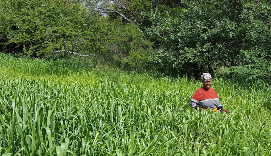 : A key recommendation from the InnovAfrica project is to empower rural women at an individual level. The smallholder on this picture, Ruth, is experiencing huge success with Bracharia grass production in Kenya. (Photo: Marte Lund Edvartsen)