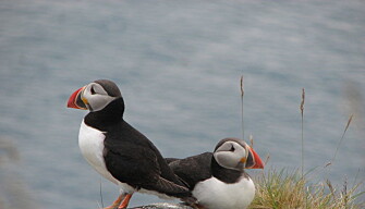 Puffins, photographed on Runde Island during early summer. Populations of puffins and other seabirds that nest on Runde’s steep cliffs have dropped dramatically in recent years. (Photo: Rick Strimbeck/NTNU) Puffins, photographed on Runde Island during early summer. Populations of puffins and other seabirds that nest on Runde’s steep cliffs have dropped dramatically in recent years. (Photo: Rick Strimbeck/NTNU)