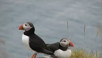 Puffins, photographed on Runde Island during early summer. Populations of puffins and other seabirds that nest on Runde’s steep cliffs have dropped dramatically in recent years. (Photo: Rick Strimbeck/NTNU)