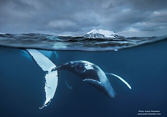 Why does the humpback whale migrate?