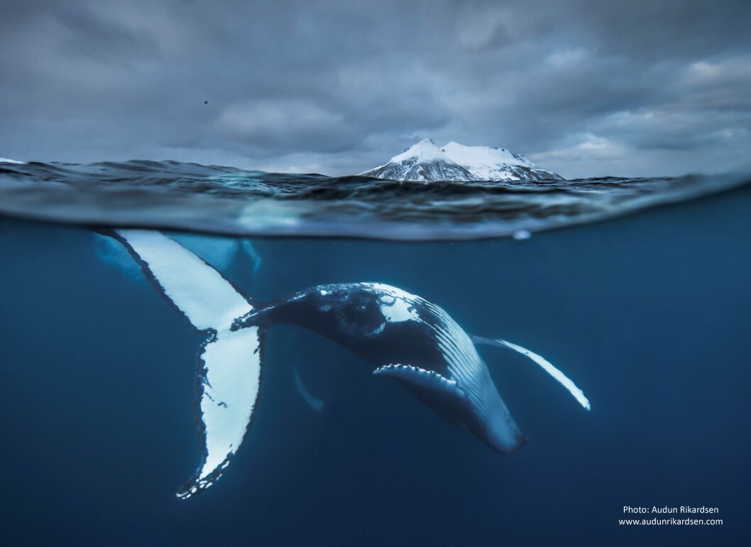 The humpback whale lives a life filled with herring, extremely long migrations, and tropical parties. (Photo: Audun Rikardsen) The humpback whale lives a life filled with herring, extremely long migrations, and tropical parties. (Photo: Audun Rikardsen)